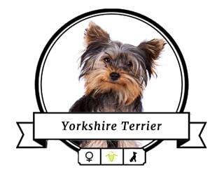 Yorkshire Terrier Nelly Yorkshire Terrier Nelly
